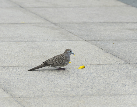 dove bird eating food on tile floor/ground in Thailand.の写真素材
