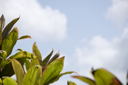 Close up green leaf background with cloud sky background.の写真素材