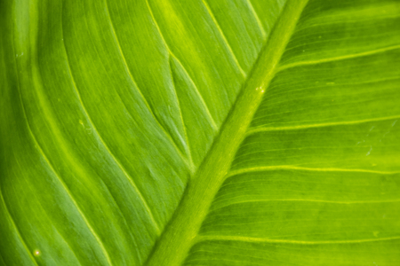 Close up green leaf texture/background. Abstract macro of nature.の写真素材