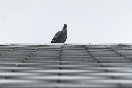 pigeon or dove birds on roof tile. elegance Animal.の写真素材