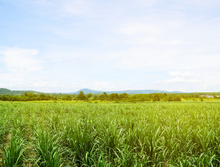 Sugarcane field with blue sky background. Travel in Thailand.の写真素材