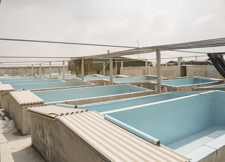 Aquatic animals. Shrimp concrete farming. A fish hatchery in Thailand.の写真素材