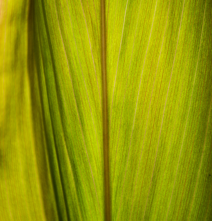 Close up green leaf texture/background.の写真素材