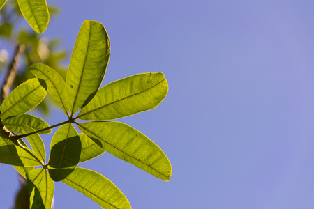 green leaves/plant texture with nature background.