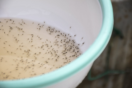 Larval shrimp in plastic bowl. Aquaculture animals.の写真素材