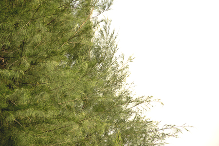 Green bush trees with clear sky background.の写真素材