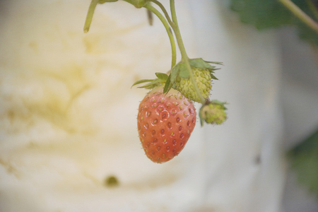 Close up freshly strawberry with planting background.の写真素材