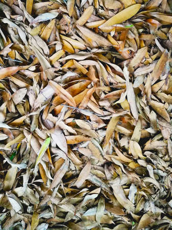 yellow/brown dry leaf texture background.の写真素材