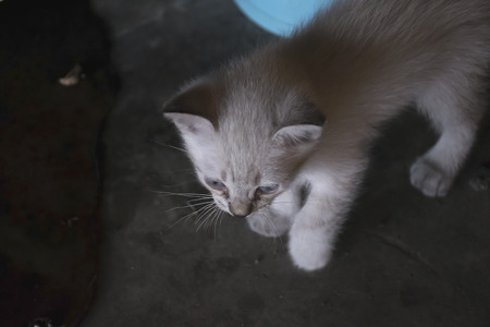 cute white kitten and blue eyes.の写真素材