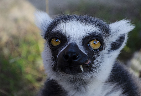 Sitting lemur in the zoo