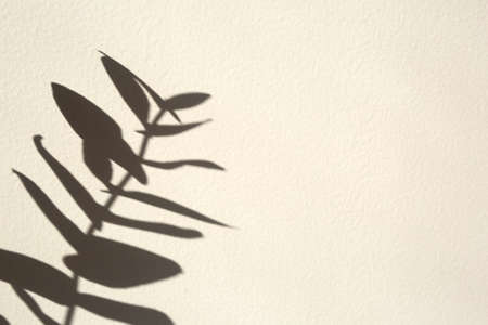 Branch shadow on white textured wall. Perfect for your design. Free space for textの写真素材