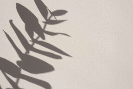 Branch shadow on white textured wall. Perfect for your design. Free space for text