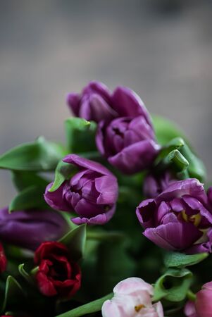 Tulips on wood backgroundの写真素材