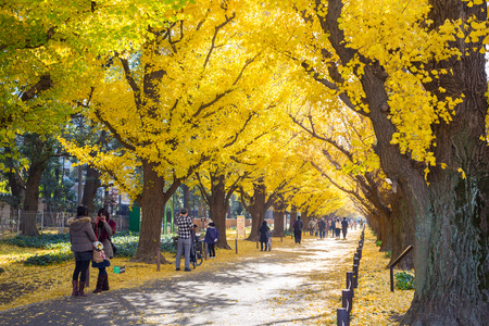 autumn path in Tokyoのeditorial素材