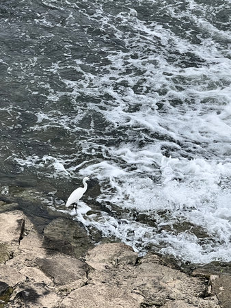 The white bird by the shoreの写真素材