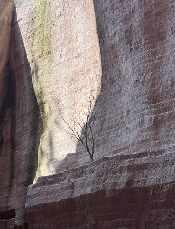 A branch on precipiceの写真素材