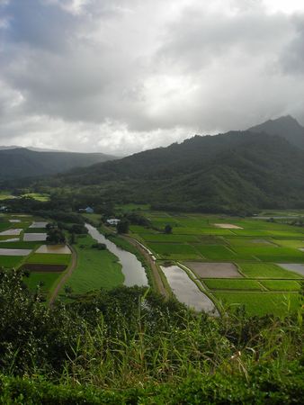 Fields along the roadside on the way to Hanalei, Kauai, Hawaii, December 2006の写真素材