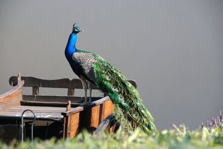 Peacock on a cart in Oudtshoorn, South Africa, August 2007.の写真素材