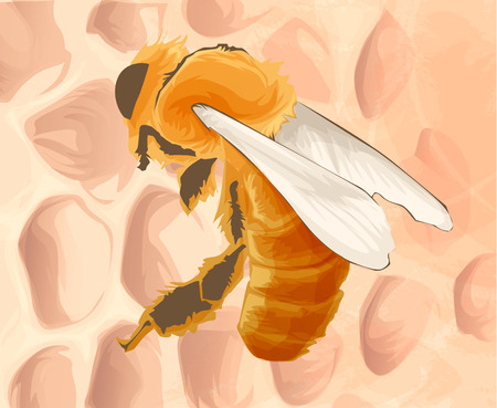 Vector Wasp, insect vector Wildlife illustrationのイラスト素材