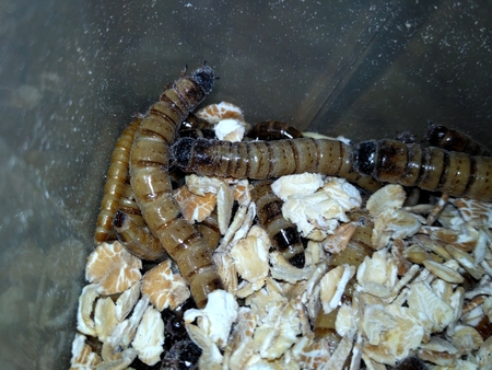 Larvae, insects food for pets and animals