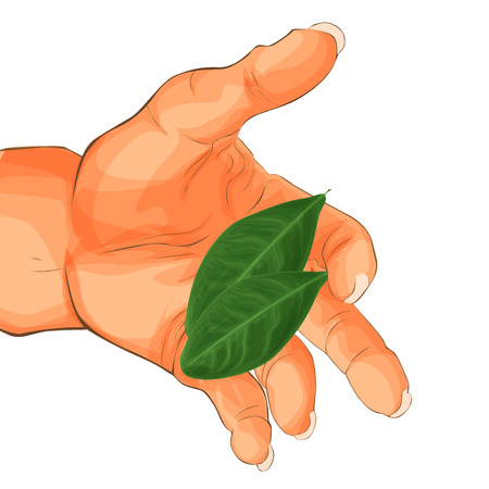 Hand holding a green leaf. Body parts, hands isolated on white background. Beauty, fashion and environment protection conceptのイラスト素材