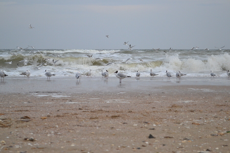 Black head gull Larus ridibundus and common gull Larus canus near the waves on the Black sea walk...