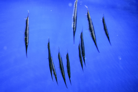 Razorfish Aeoliscus strigatus in blue water in oceanariumの写真素材