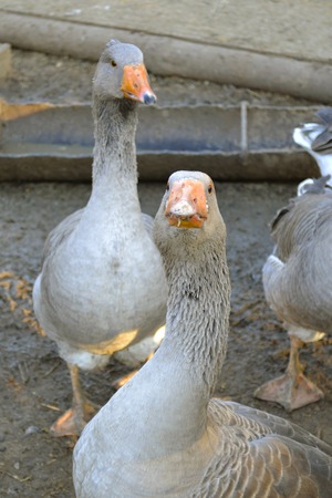 Domestic geese graze on traditional village goose farmの写真素材