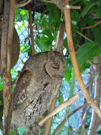 scops owl sits in a tree and falls asleepの写真素材