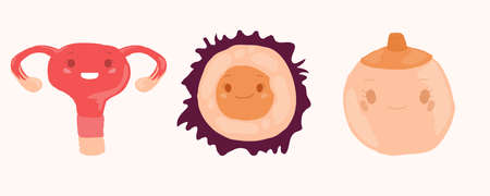 Female reproductive system. Vector cartoon illustration Organ setのイラスト素材