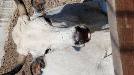 A white bull with big horns on the field under the sunの写真素材