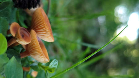 Mushrooms in a chestnut forest close upの写真素材