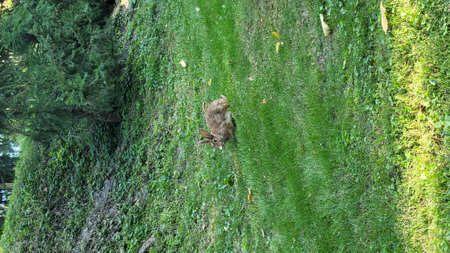Red rabbit on green grass. wild rabbit outdoors. little bunny. Rabbit with open mouth is yawning. easter bunny.の写真素材