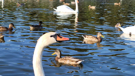 Swan in spring, beautiful waterfowl Swan on the lake in the springの写真素材