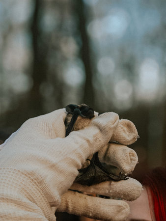 Ecologist holding a small rescued bat in a glove outdoors. Concept of wildlife conservation, animal rescue, and environmental protection.の写真素材
