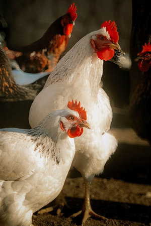 Close-up of a white chicken standing on the ground in warm daylight. Symbol of organic farming and rural simplicity.の写真素材