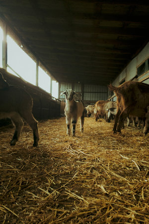 Herd of goats standing in barn with floor straw. Symbol of rural farming, organic dairy production, and countryside lifestyle.の写真素材
