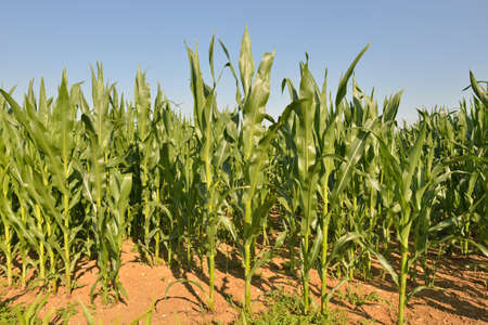 young corn field in clear summer dayのeditorial素材