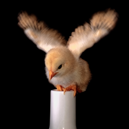 A baby chicken trying to fly image against a black backgroundの写真素材