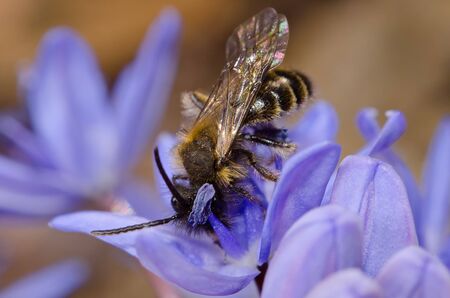 Bee on violet macro