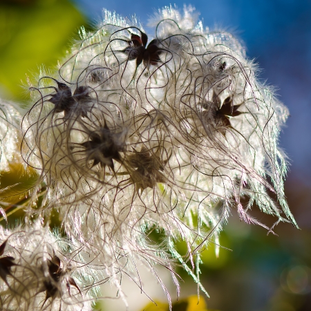 Thistle in the light