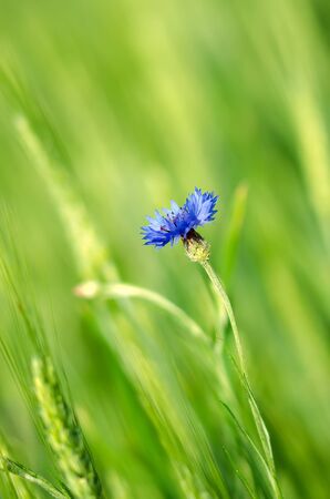Bluebottle in a wheat fieldの写真素材