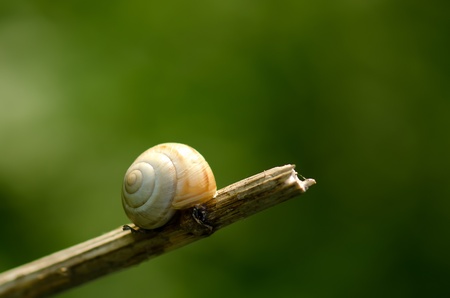 Snail on a stick against a dark green backgroundの写真素材