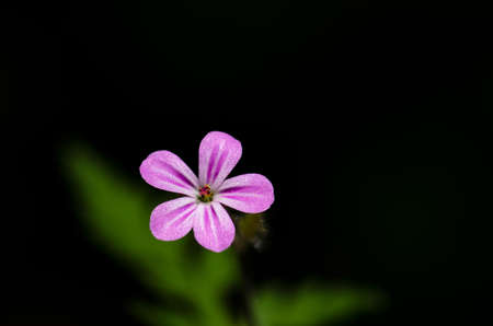 Wild flower pink against dark green backgroundの写真素材