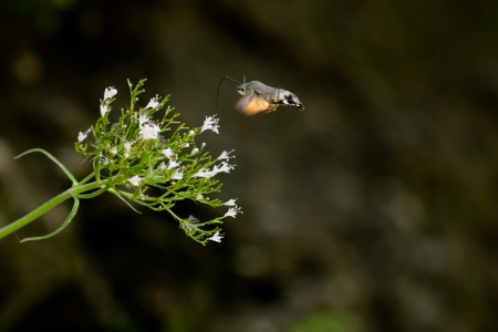 A flying moth picking up pollen macroの写真素材