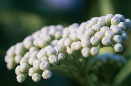 White flower buds macroの写真素材