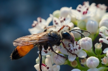 Wasp on white flower in a summer dayの写真素材