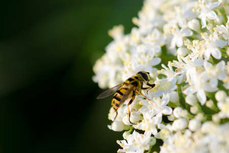 Bee on white wild flowerの写真素材