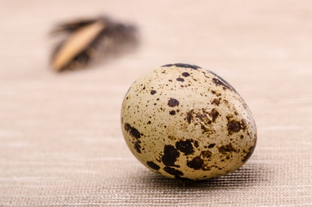 Quail egg and a feather against white background