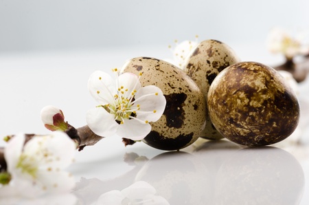 Quail egg and an apricot branch blossom
の写真素材